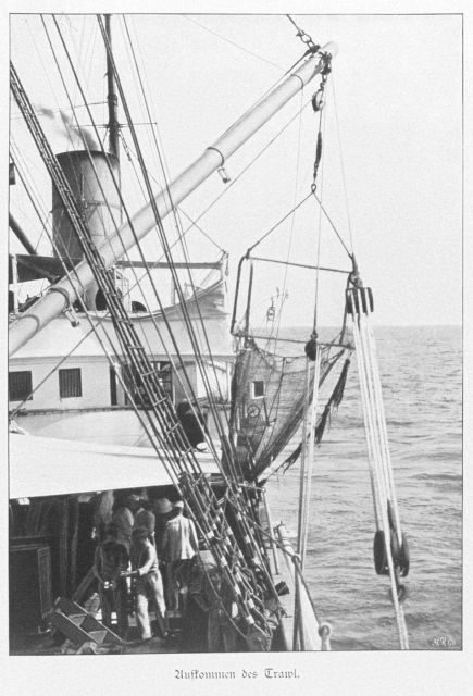 Retrieval of the trawl net Picture
