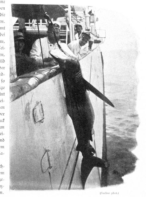 Fishing while on station yielded this large shark while in the Equatorial Atlantic Ocean Picture