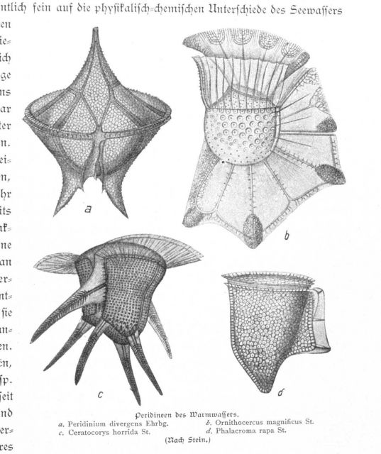 Dinoflagellate micro-plankton of Antlantic tropical waters Picture