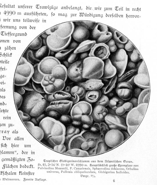 Globigerina ooze species dredged from 4990 meters in the North Atlantic Ocean Picture