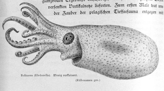 A cephalopod, Bolitaena (Eledonella) Picture