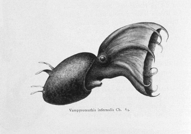Octopus, Vampyroteuthis infernalis Picture