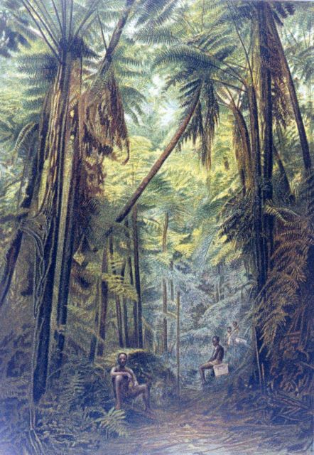 Fern woods (cyathea) on Cameroon Peak at 1800 meters Picture