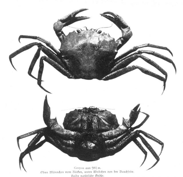 Crabs captured at 981 meters at 25 Degrees south Latitude in the south Atlantic Picture