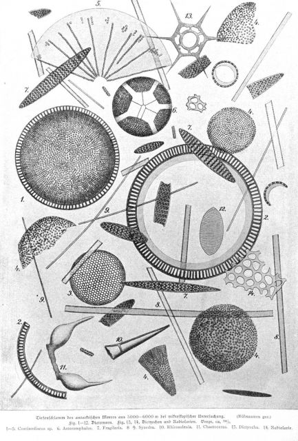 Deepwater organic remains from Antarctic waters at 5000 to 6000 meters depth, as seen through a microscope Picture