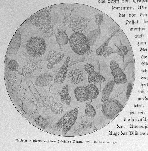 Radiolarians from the Indian Ocean seafloor at 5248 meters from near Cocos Island on January 19, 1899 Picture