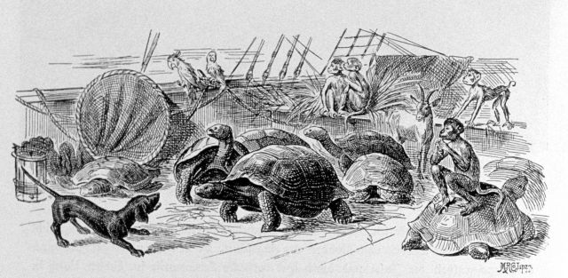 A humorous view of the menagerie acquired on the VALDIVIA during the course of the expedition Picture