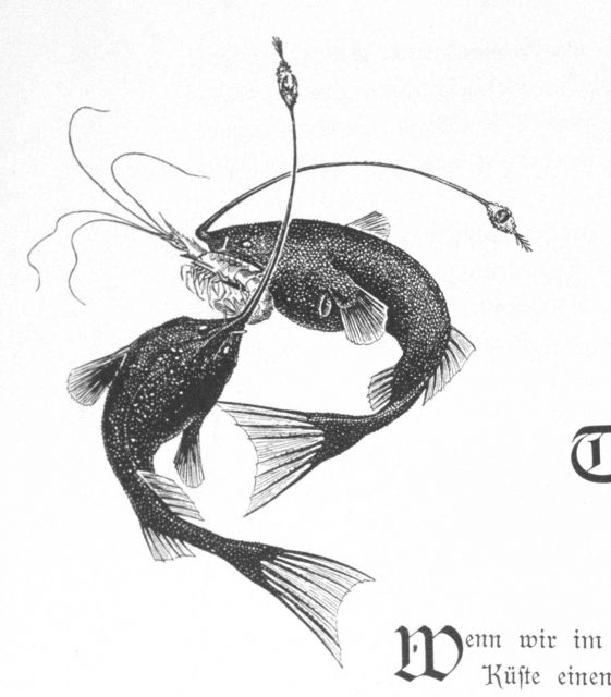 Illustration accompanying lead-in to chapters on Deep Sea Fauna Picture