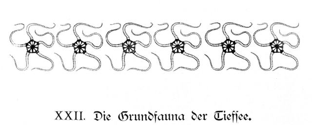 Illustration at beginning of Chapter XXII, The Bottom Fauna of the Deep Sea Picture