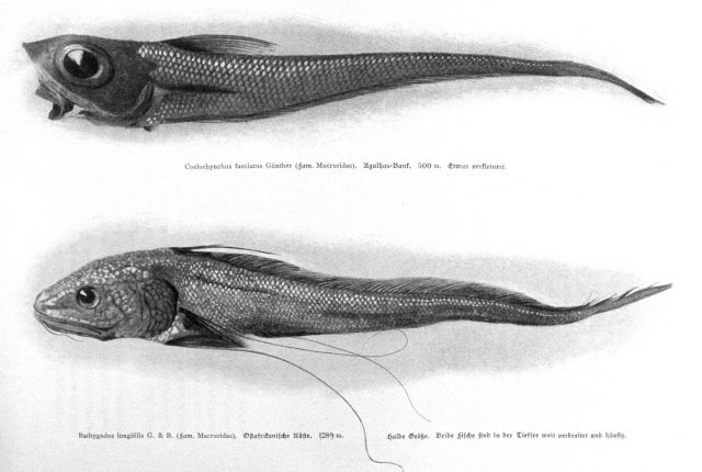 Deep water fish Picture