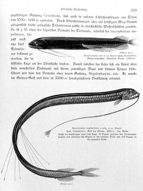 Dactylostomias ater, collected at 1000 meters in the South Indian Ocean Picture