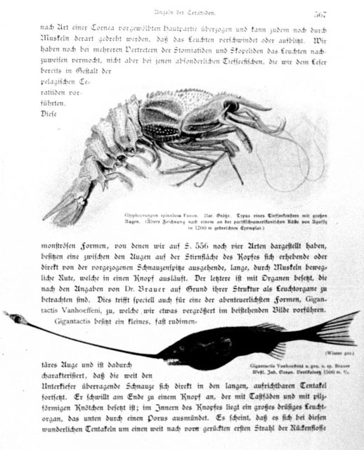 Glyphocrangon spinulosa Faxon Picture