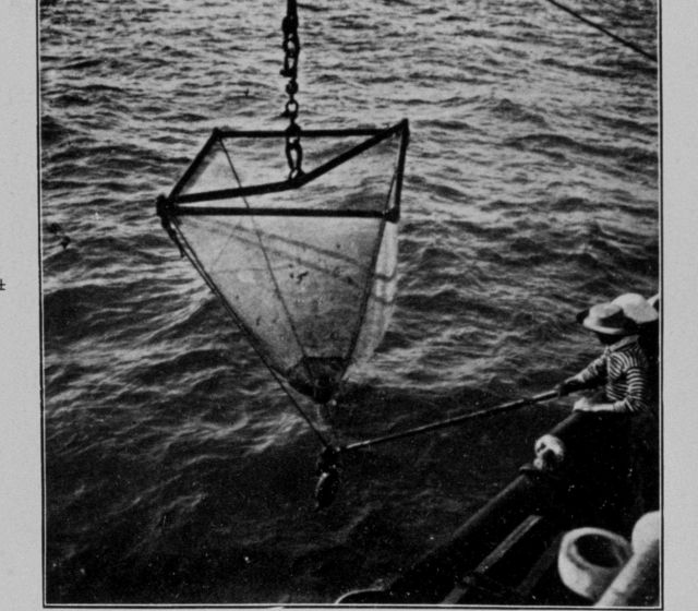 Small extended length Bouree net Picture