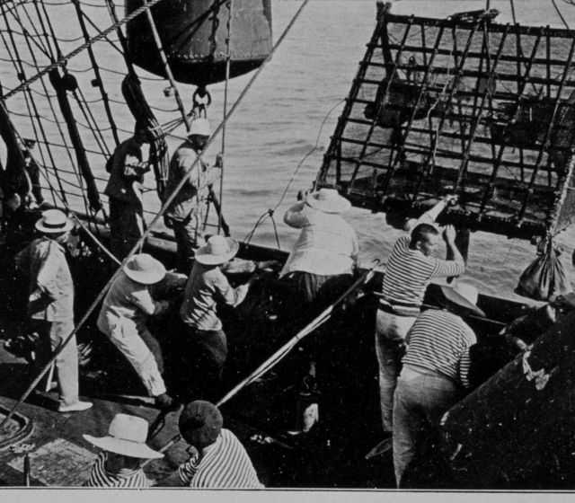 Return of large Prince Albert bow net Picture