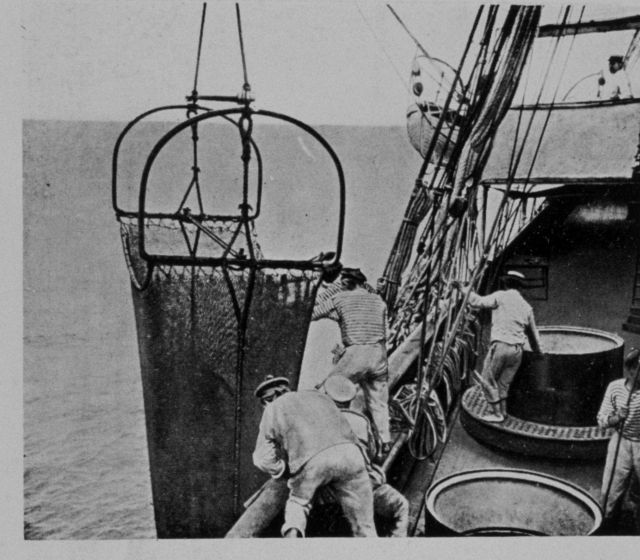 The drag net arriving on the deck Picture