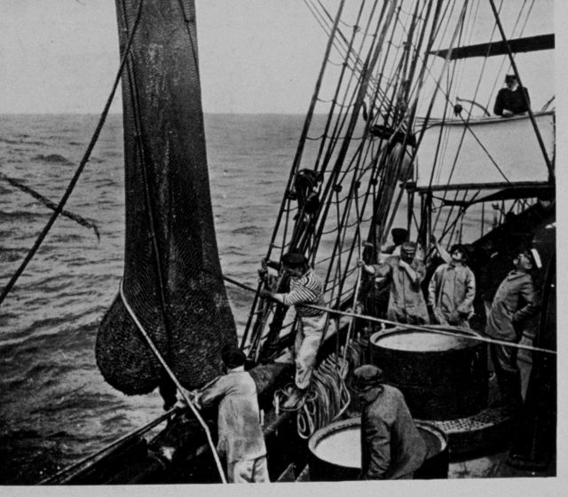 The drag net arriving on the deck Picture