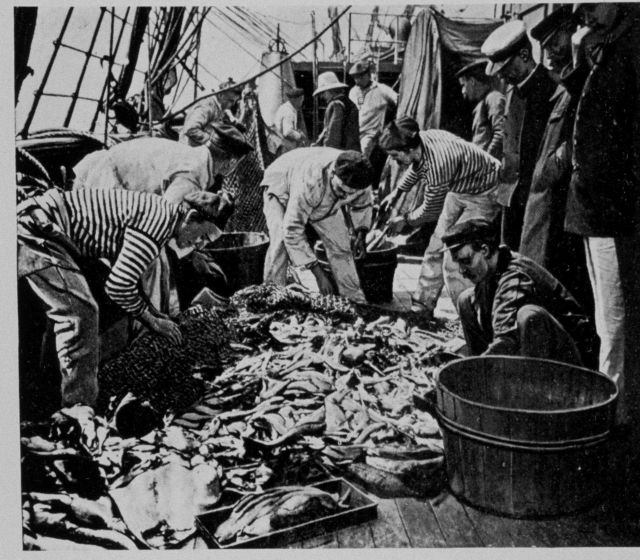 Collecting and sorting the haul from the flanged net Picture