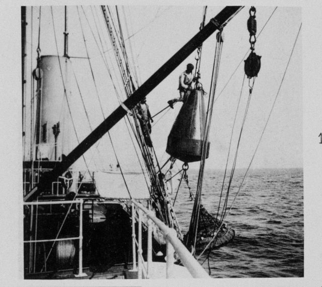 Double mesh net fish trap being deployed Picture