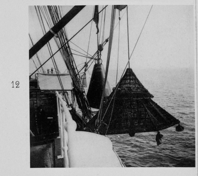 Double mesh net fish trap being deployed Picture