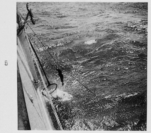 Dog-fish shark brought in by longline Picture