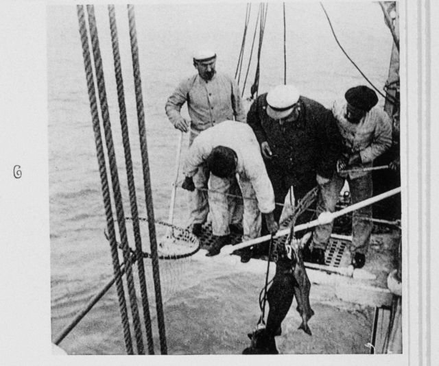 Dog-fish shark taken from great depth by longline Picture