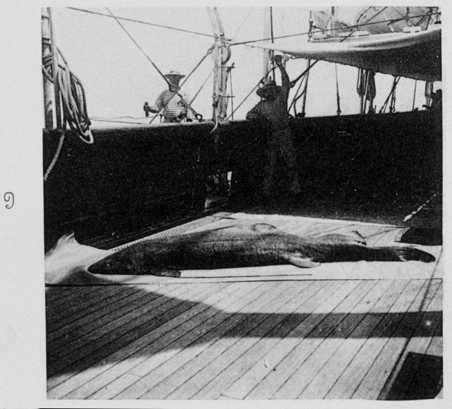 A large black shark brought up by the longline Picture