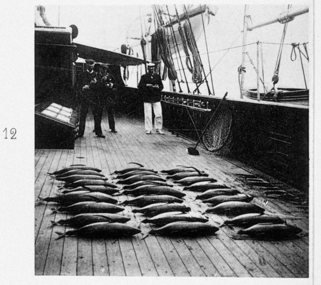 A catch of albacore tuna on the bridge deck Picture