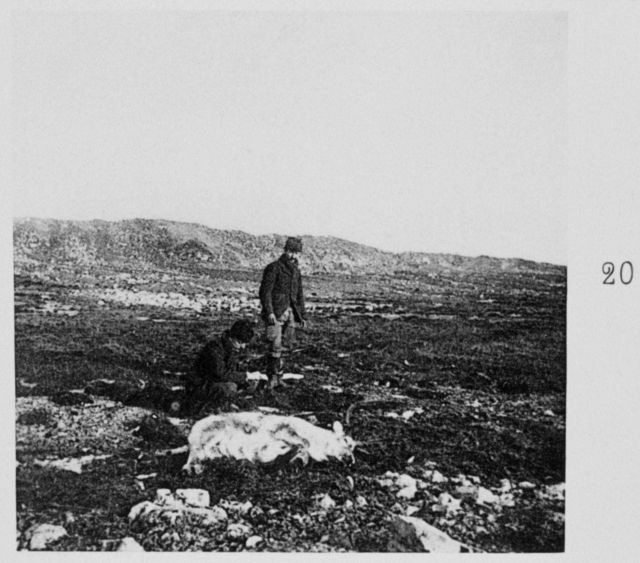 A reindeer killed at Spitzberg Picture