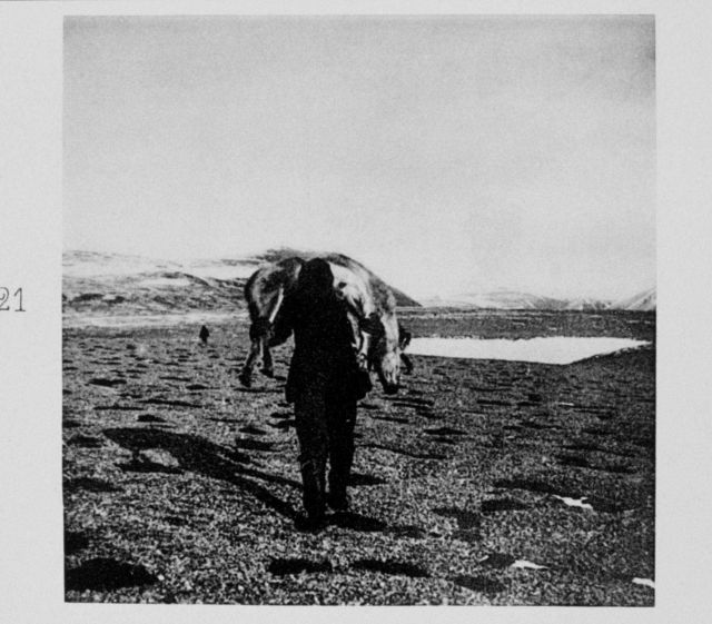 A reindeer killed at Spitzberg Picture