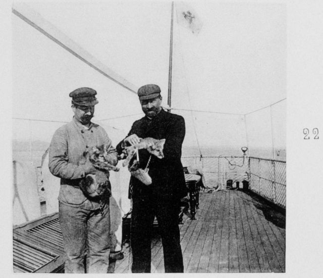 Three young foxes of Spitzberg Picture