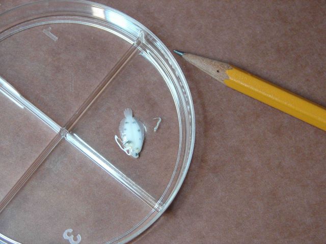 Why hydro ships don't do a lot of plankton work Picture