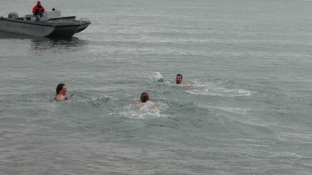 A brisk swim in the northern Bering Sea off Tin City Picture