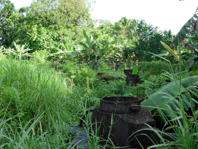 A remnant of World War II - deserted Japanese tanks being overtaken by the climate and relentless growth of tropical foliage. Picture