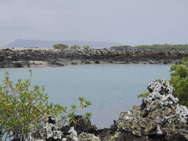 With volcanoes in the background, the green mangroves, blue waters, black aa and white lichen makes for a very picturesque lagoon at Las Tintoreras. Picture