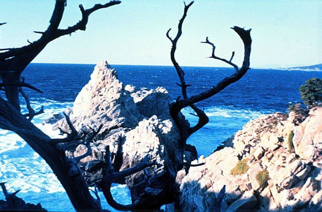 Point Lobos, California Picture