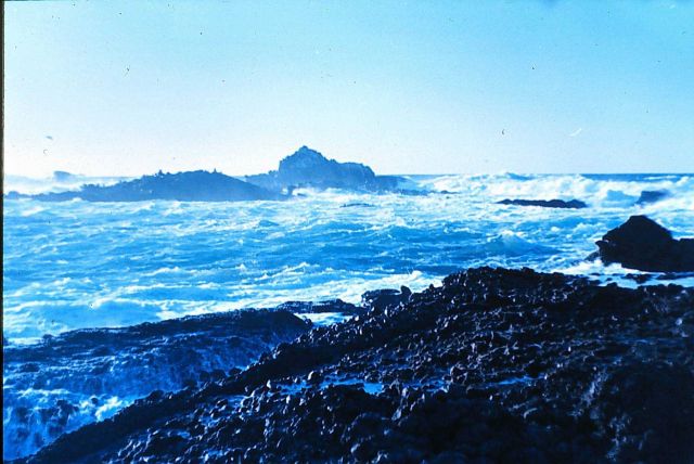 Point Lobos, California Picture