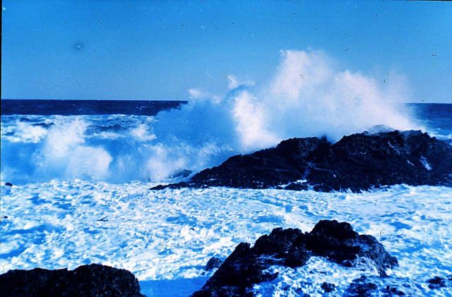 Point Lobos, California Picture