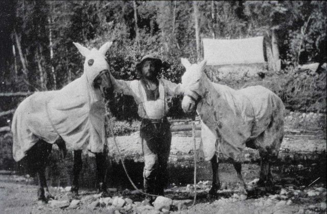 Horses and man covered for mosquitoes Picture