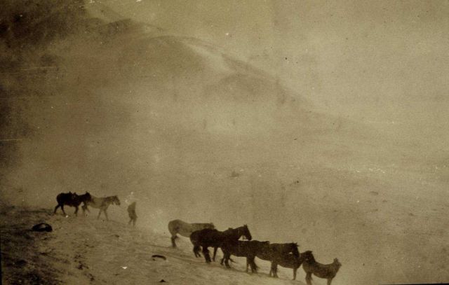 Cold day- cold horses --- near Station Schist Picture