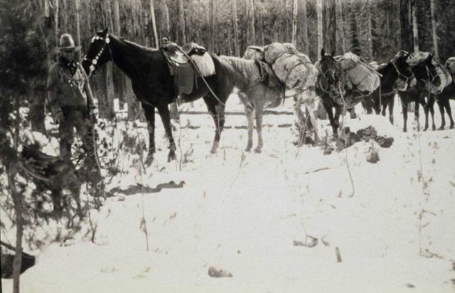 Wrangler with horses on 49th Parallel Picture