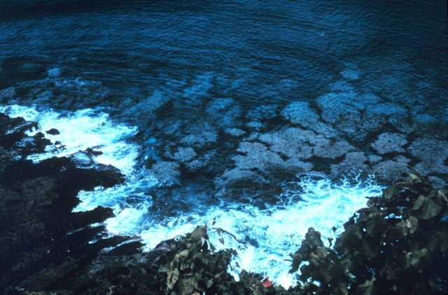 Coral reef on south shore of American Samoa. Picture