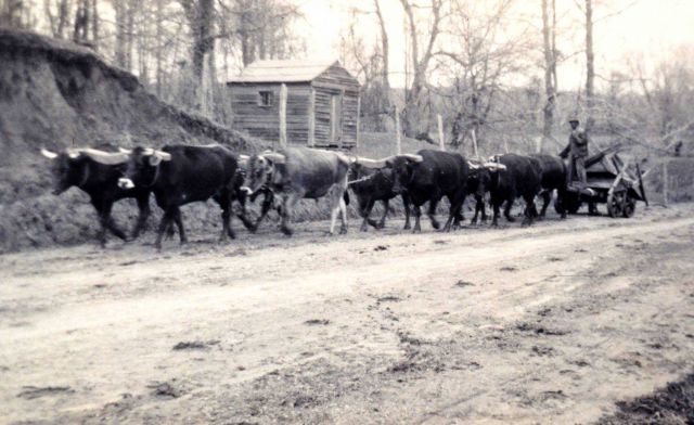 Ox team pulling a cart in the Southeast United States. Picture