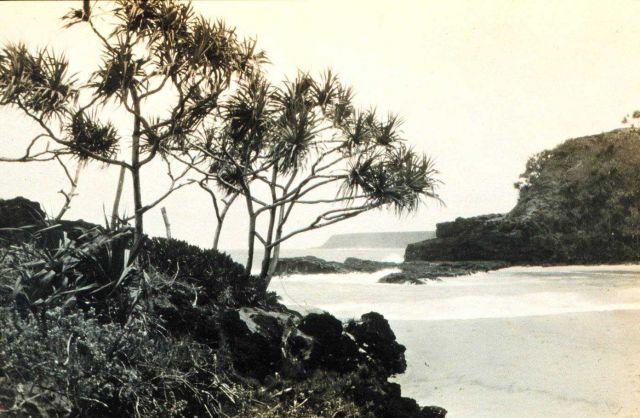 Pandanu trees on the coast of Hawaii Picture