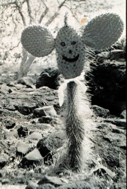 A happy face cactus in the Galapagos Islands Picture