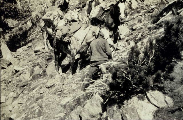 In climbing Gallatin Peak the horses took some bad rolls Picture