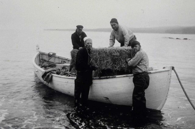 Landing feed for the horses at Middle Point Picture