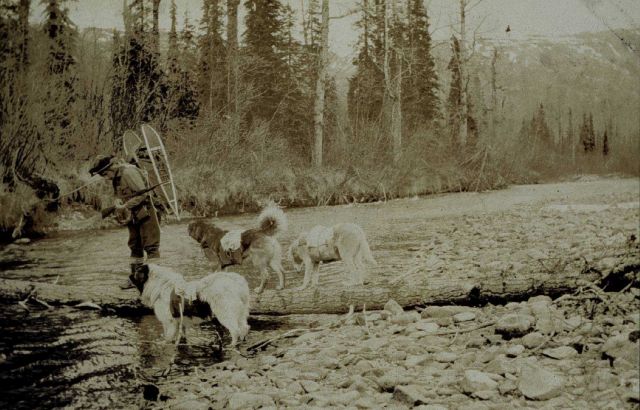 Using pack dogs after leaving the railroad near Cantwell Picture