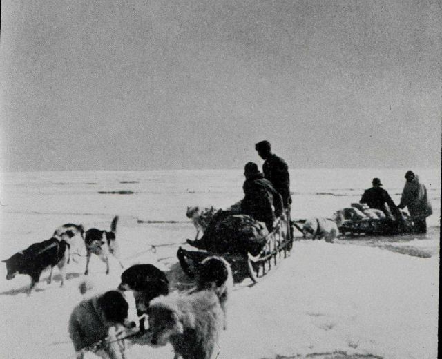 Dog sled on Arctic Field Party Picture