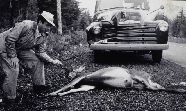 A party casualty on the Olympic Peninsula Picture