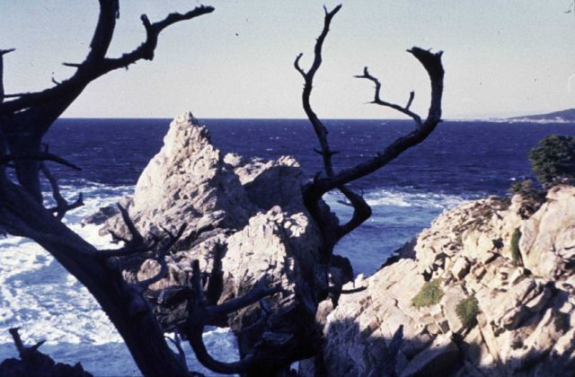 Point Lobos State Reserve Picture